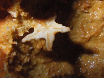 Fóssil de estrela-do-mar
